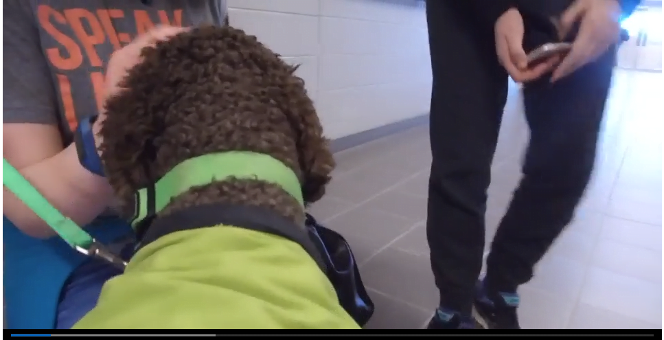 Read more about the article Therapy Dog For Local High School Students – CTV News Barrie