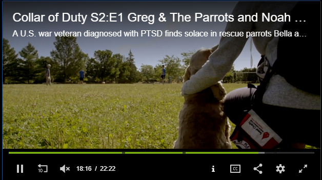 Read more about the article Noah And Riley Featured In Collar of Duty