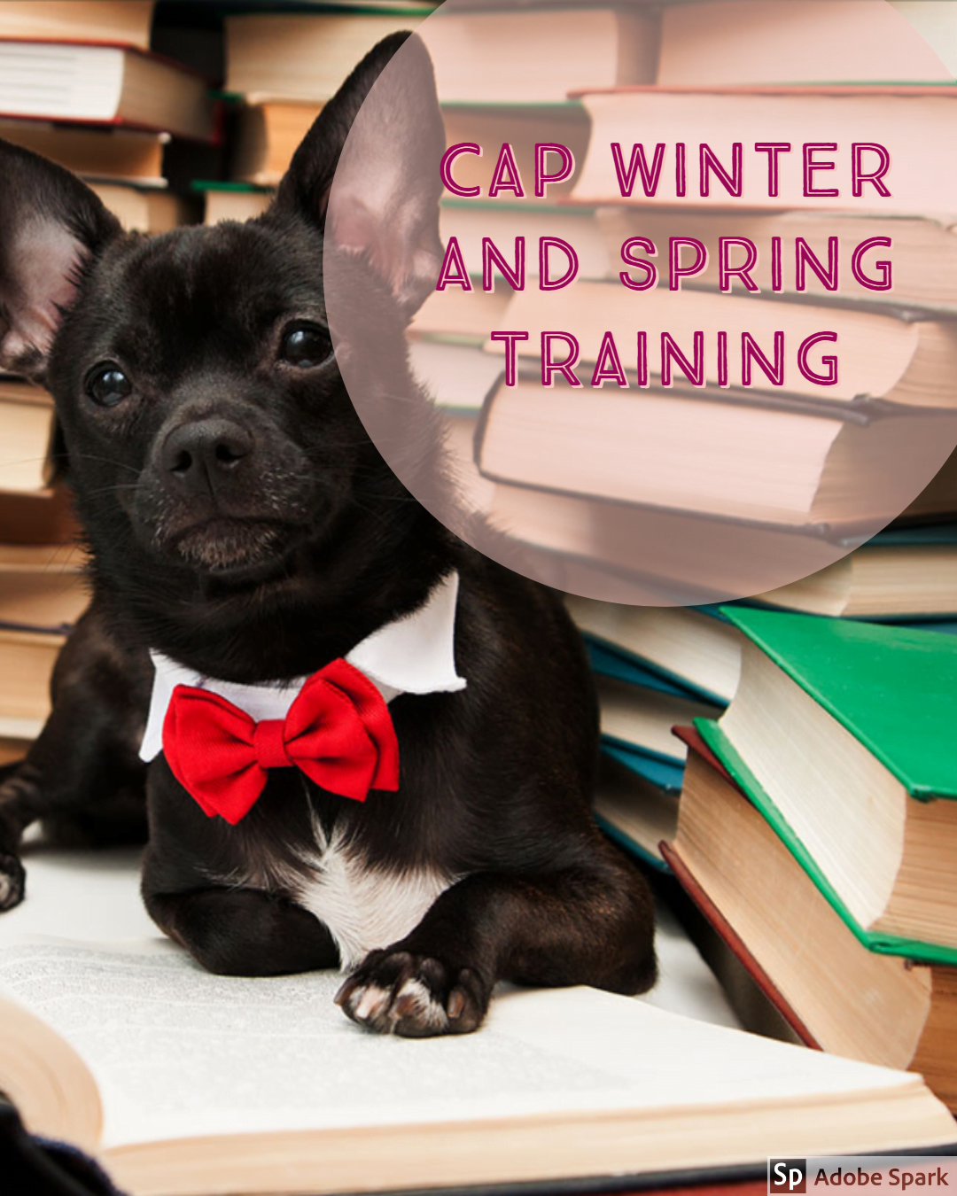 Read more about the article CAP Winter And Spring 2020 Training