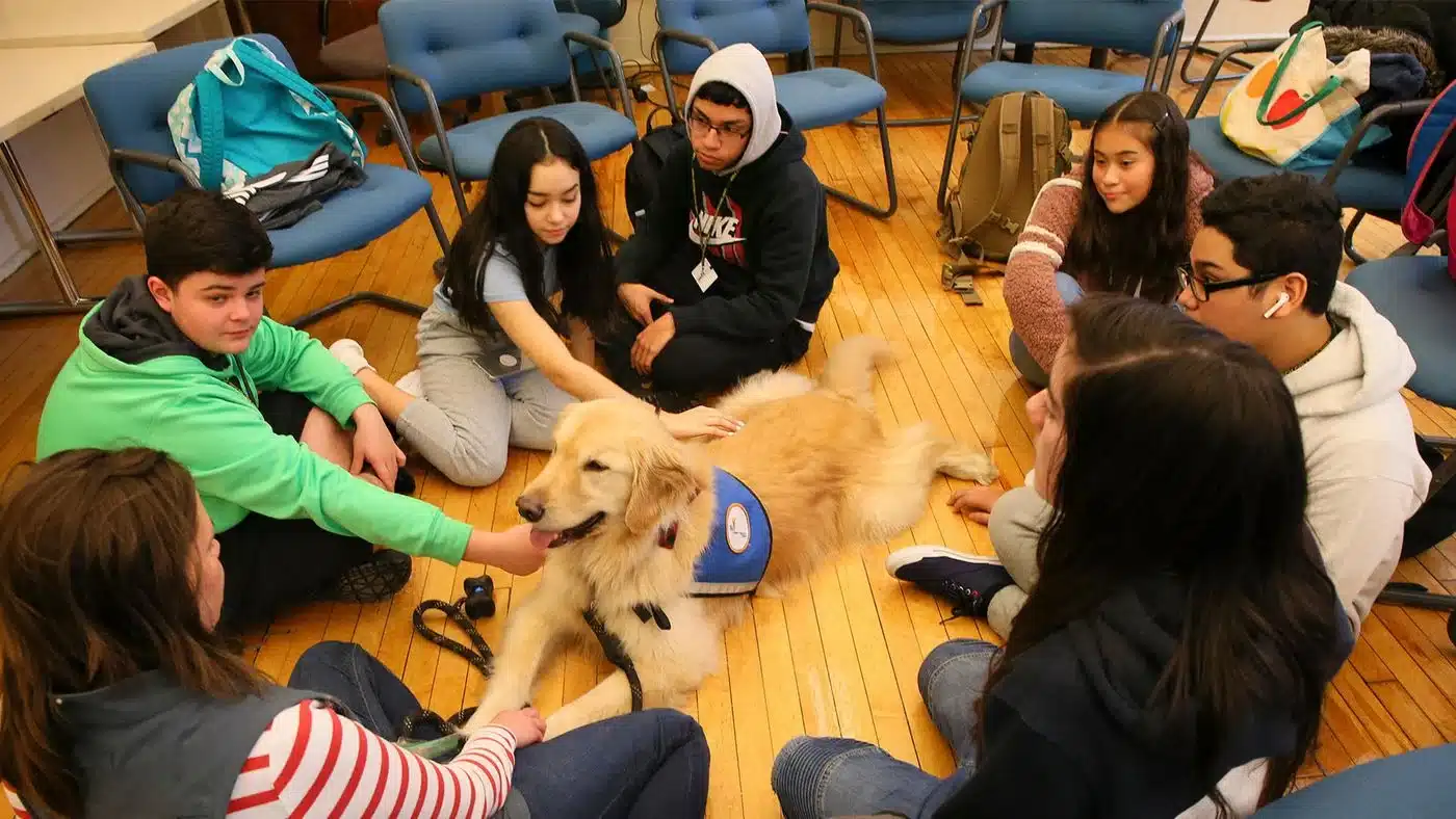 Read more about the article 3 Benefits Of Having A Comfort Dog In School